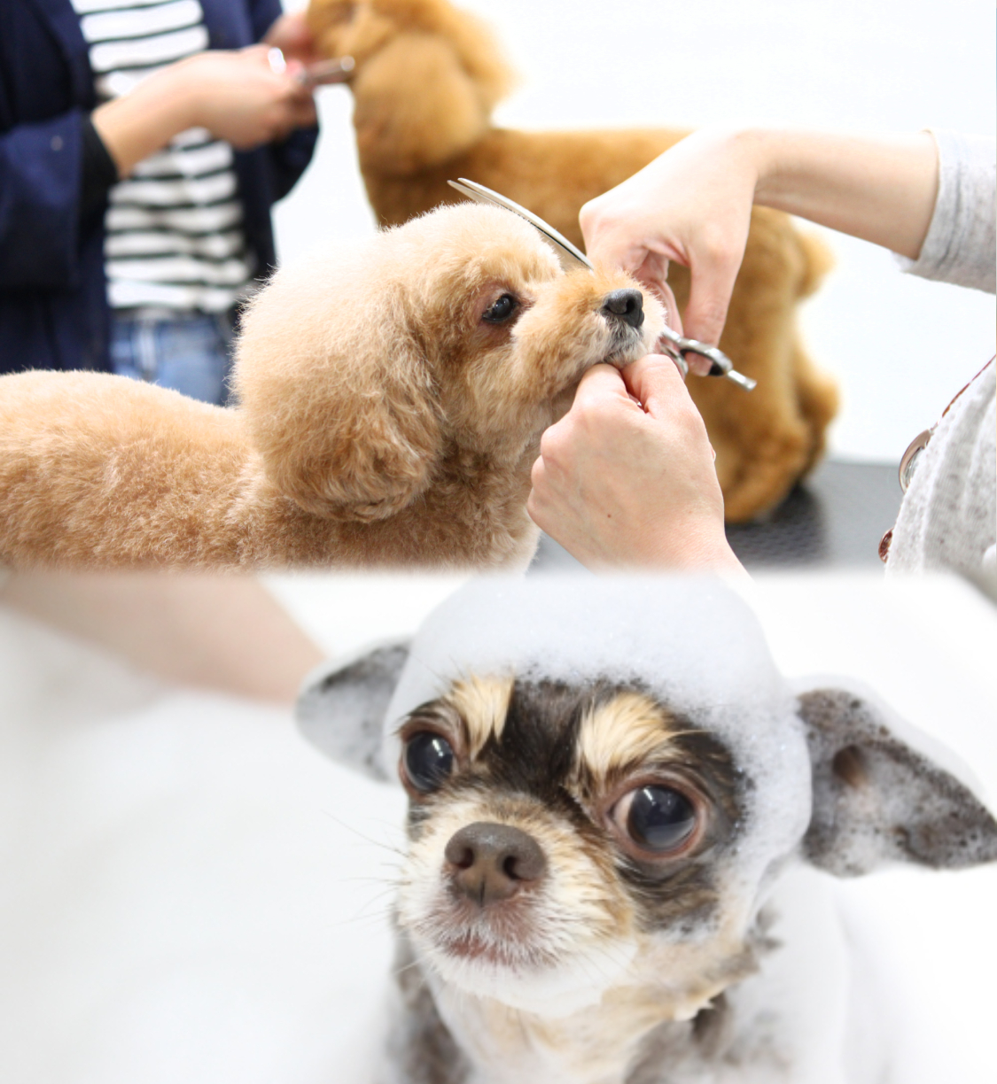 グルーミング中の犬